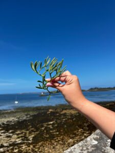 Pobřeží moře Irois